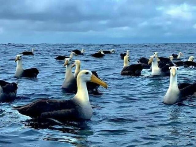 Hostal Albatros San Cristóbal Dış mekan fotoğraf